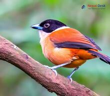 Black-headed Shrike-Babbler_Pteruthius rufiventer