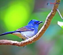 Black-naped Monarch - Hypothymis azurea