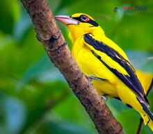 Black-naped Oriole_Oriolus chinensis