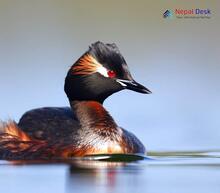 Black-necked Grebe_Podiceps nigricollis