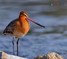 Black-tailed Godwit_Limosa limosa