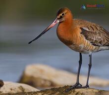 Black-tailed Godwit_Limosa limosa