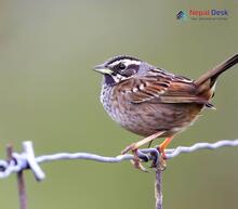 Black-throated Accentor_Prunella atrogularis