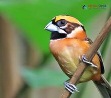 Black-throated Parrotbill_Suthora nipalensis