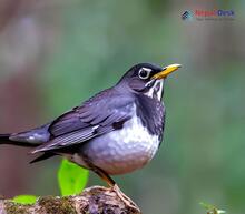 Black-throated Thrush_Turdus atrogularis