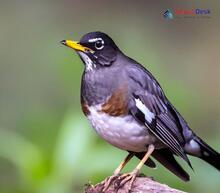 Black-throated Thrush_Turdus atrogularis