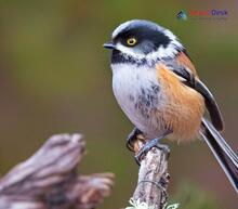 Black-throated Tit_Aegithalos concinnus