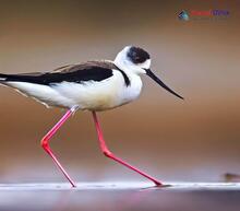 Black-winged Stilt Himantopus himantopus