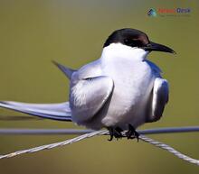 Black-winged Tern Chlidonias leucopterus