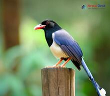 Blue-Magpie_Urocissa erythroryncha