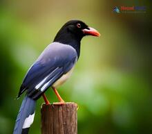 Blue-Magpie_Urocissa erythroryncha