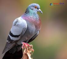 Blue Rock Pigeon_Columba livia