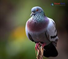 Blue Rock Pigeon_Columba livia