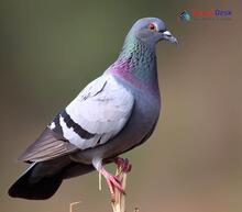 Blue Rock Pigeon_Columba livia