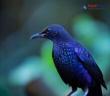 Blue Whistling-Thrush_Myophonus caeruleus