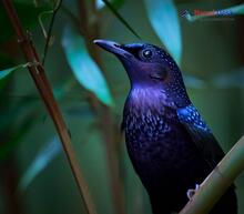 Blue Whistling-Thrush_Myophonus caeruleus