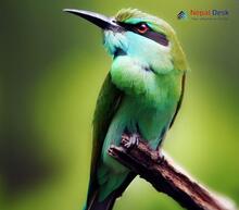 Blue-bearded Bee-eater Nyctyornis athertoni