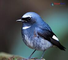 Blue-capped Redstart_Phoenicurus coeruleocephalus