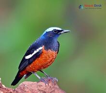 Blue-capped Rock-Thrush_Monticola cinclorhyncha