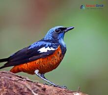 Blue-capped Rock-Thrush_Monticola cinclorhyncha