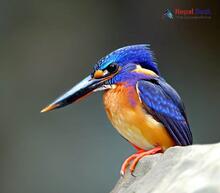 Blue-eared Kingfisher_Alcedo meninting