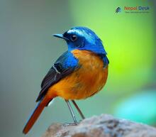 Blue-fronted Redstart_Phoenicurus frontalis