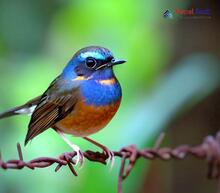 Blue-fronted Robin_Cinclidium frontale