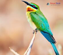 Blue-tailed Bee-eater_Merops philippinus