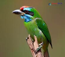 Blue-throated Barbet_Psilopogon asiaticus