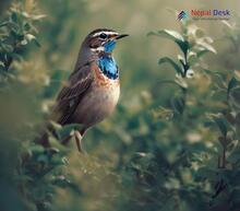 Bluethroat_Luscinia svecica