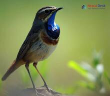 Bluethroat Luscinia svecica