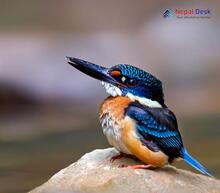 Blyth's Kingfisher_Alcedo hercules