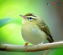 Blyth's Leaf Warbler Phylloscopus reguloides