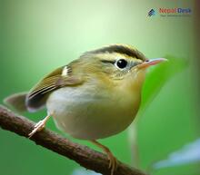 Blyth's Leaf Warbler Phylloscopus reguloides