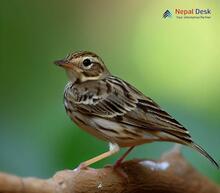 Blyth's Pipit_Anthus godlewskii