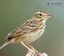Blyth's Pipit_Anthus godlewskii