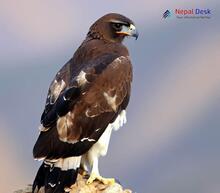 Bonelli's Eagle_Aquila fasciata