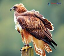 Booted eagle_hieraaetus pennatus