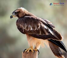 Booted eagle_hieraaetus pennatus