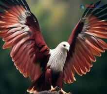 Brahminy Kite_Haliastur indus