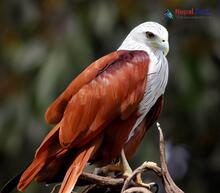 Brahminy Kite_Haliastur indus