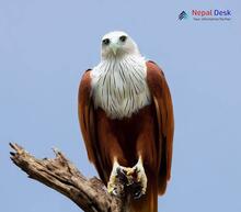 Brahminy Kite_Haliastur indus