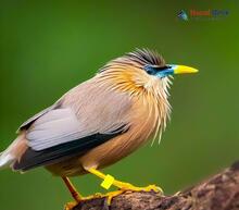 Brahminy Myna_Sturnia pagodarum