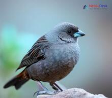 Brandt's mountain finch_Leucosticte brandti
