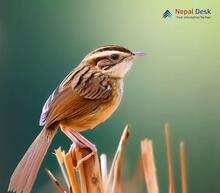 Bristled Grassbird_Chaetornis striata