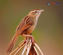 Bristled Grassbird_Chaetornis striata