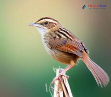 Bristled Grassbird_Chaetornis striata