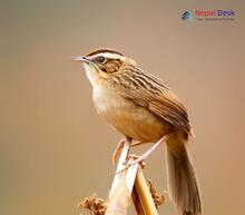 Bristled Grassbird_Chaetornis striata