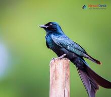 Bronzed Drongo_Dicrurus aeneus