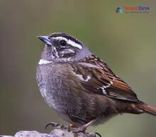 Brown Accentor_Prunella fulvescens